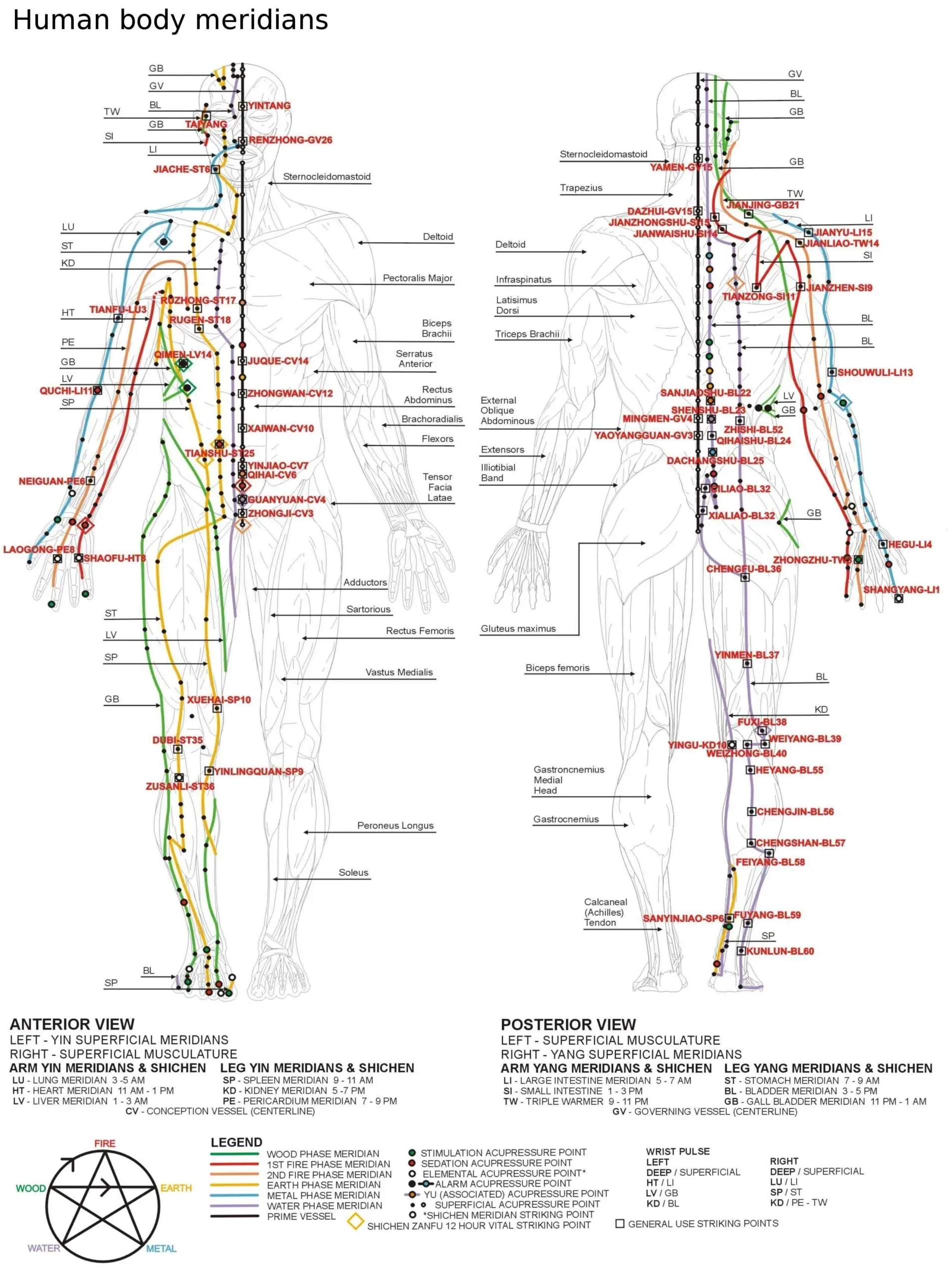 12 Meridians Our Body s Energy Channels with Chart 