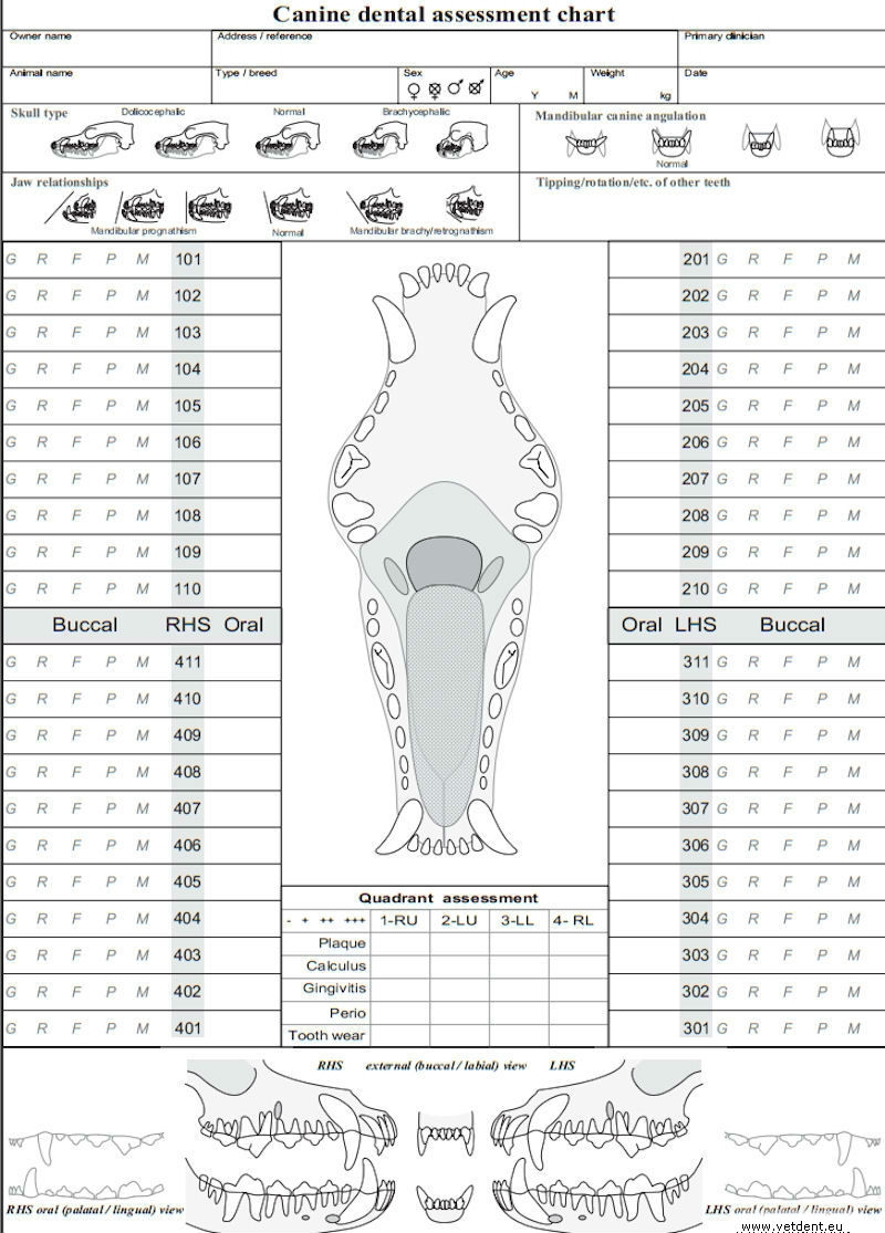 canine dental chart printable