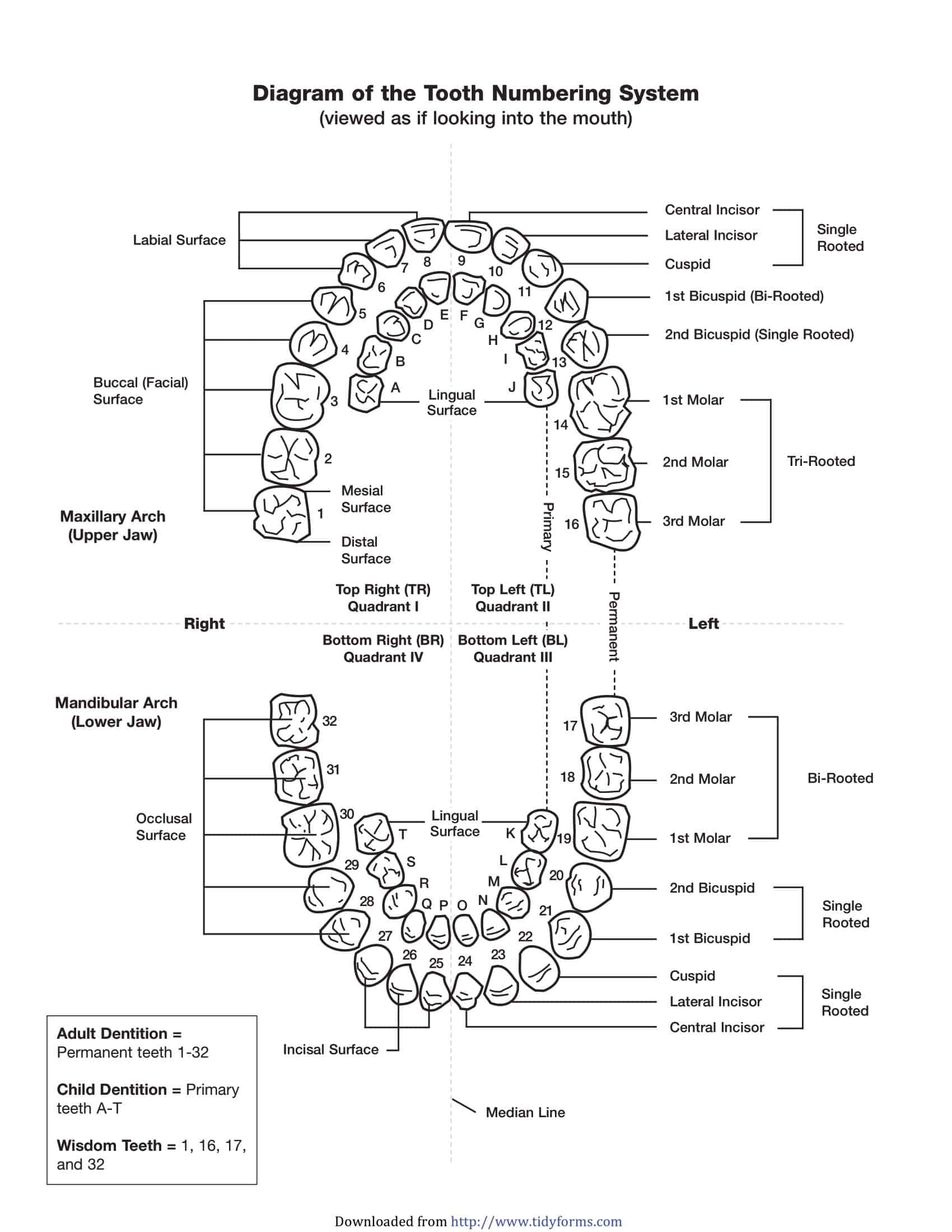 Free Printable Tooth Chart Templates Dental Chart Teeth Numbers PDF