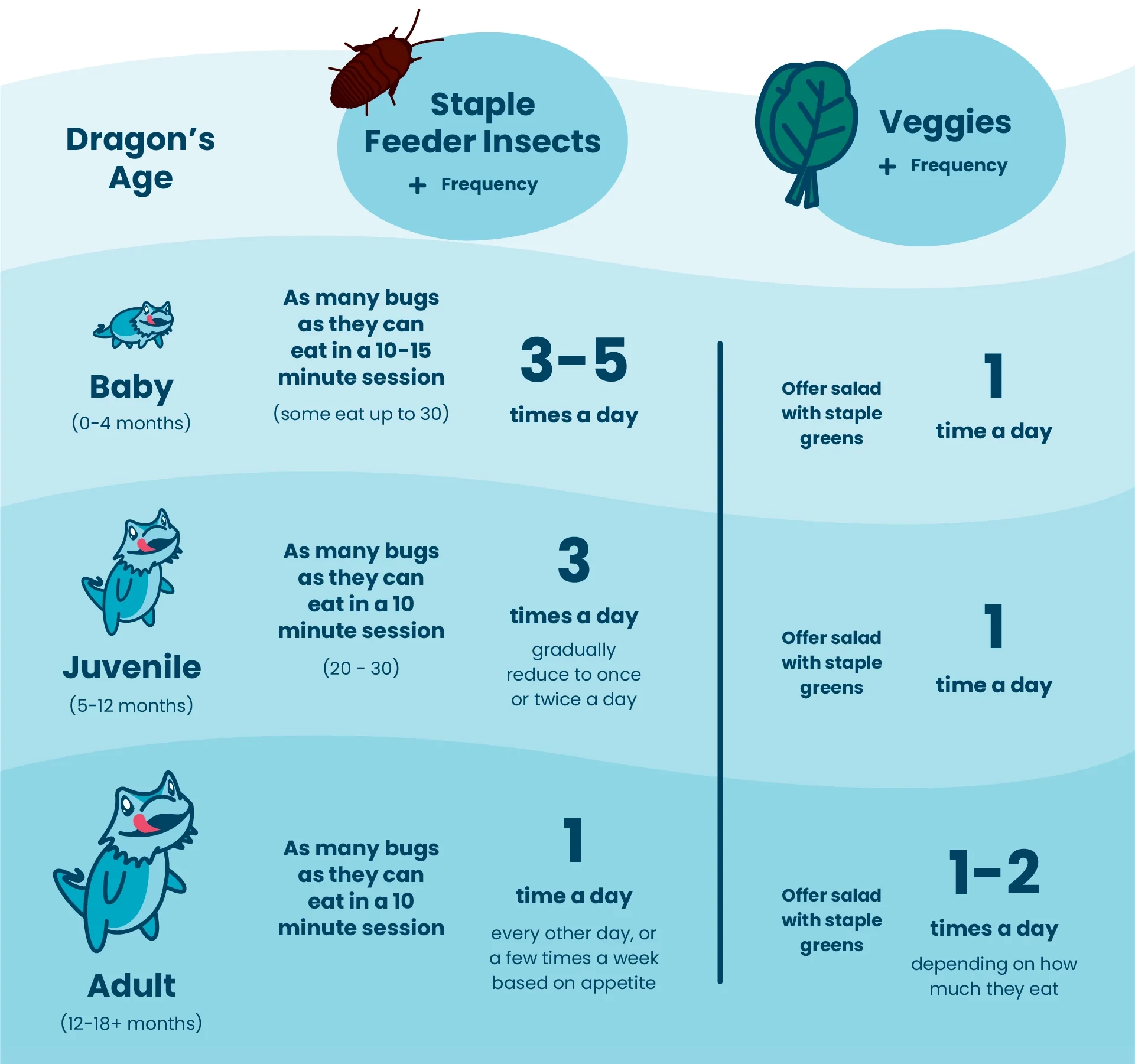 How Often Do Bearded Dragons Eat Feeding Chart By Age Dragon s Diet