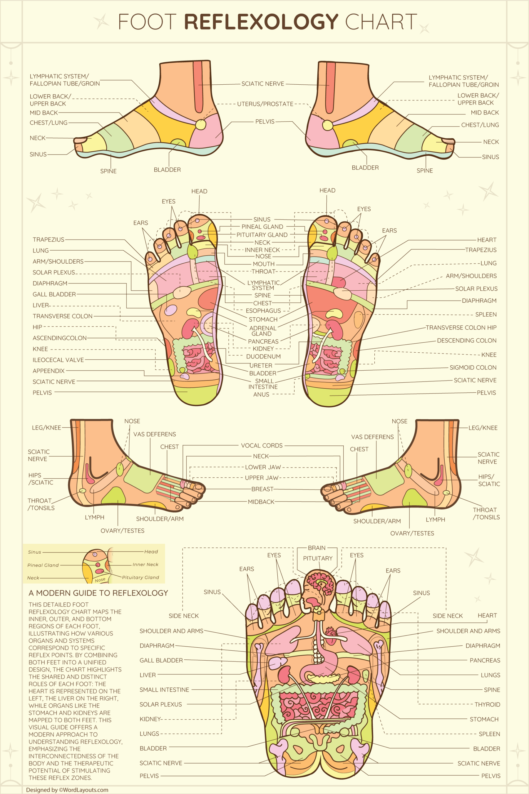 Printable Foot Reflexology Charts WordLayouts