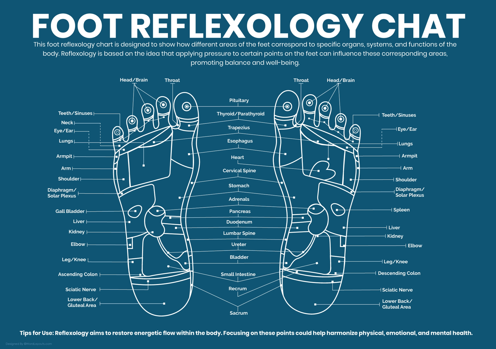 Printable Foot Reflexology Charts WordLayouts