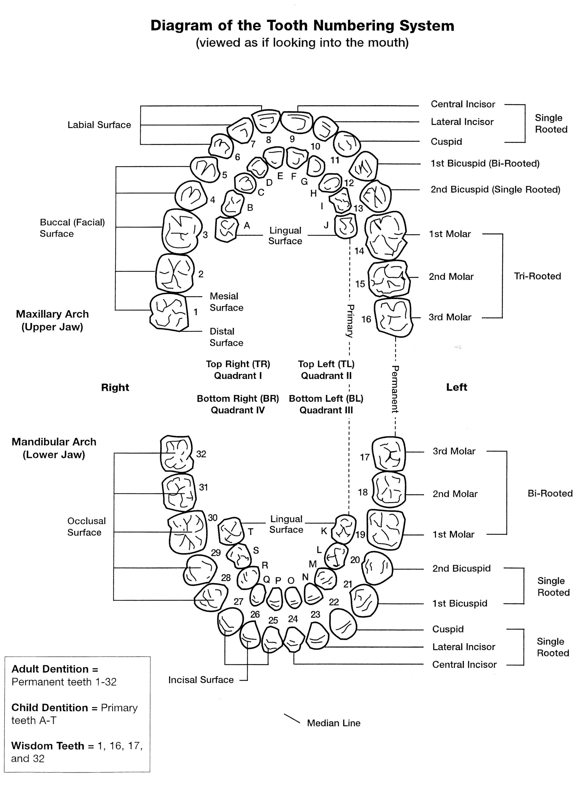 tooth number chart printable
