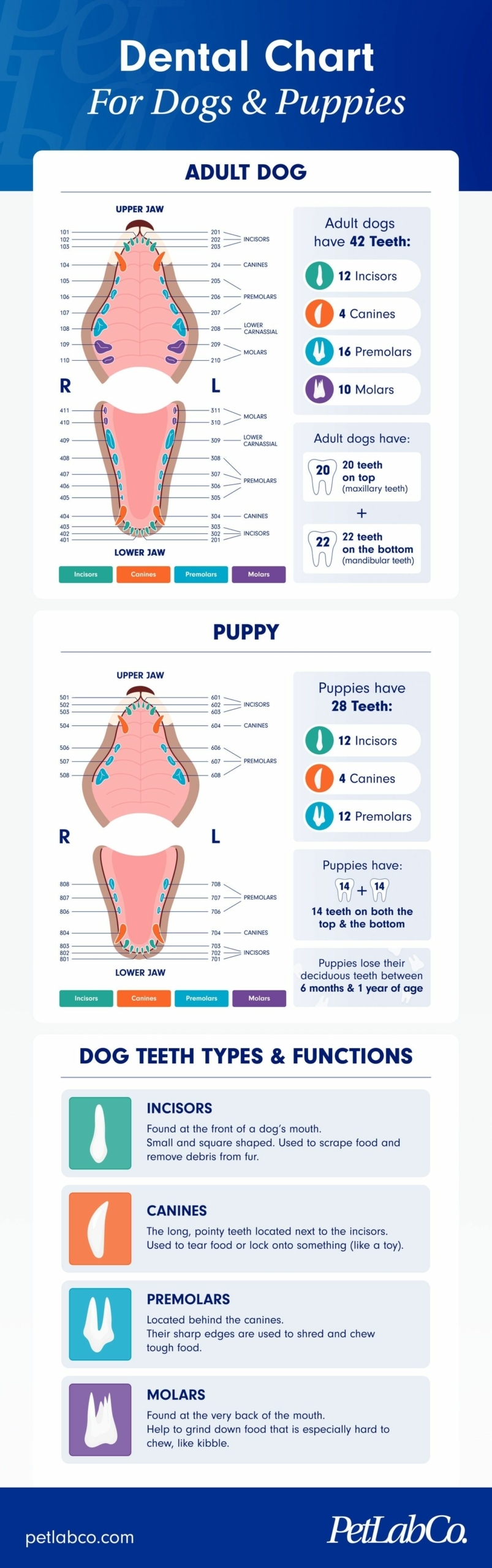 Your Dog s Teeth Explained A Detailed Dental Chart PetLab Co